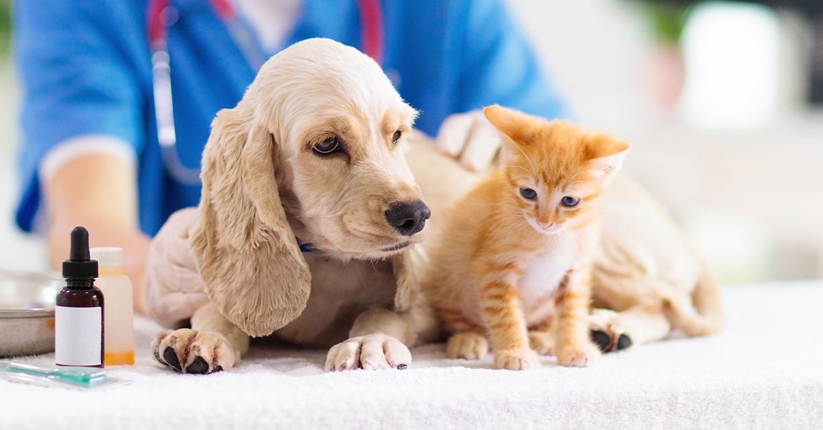 La salud de tu mascota es una prioridad, conoce cómo puedes brindarle primeros auxilios en caso de una emergencia