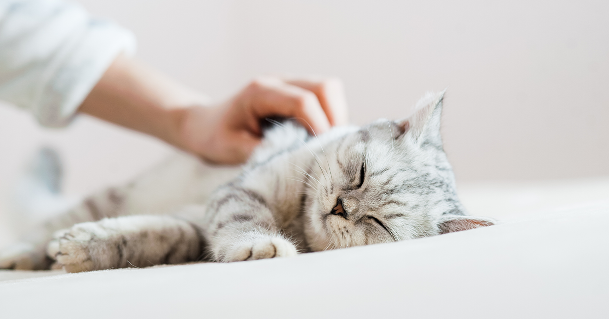 Así puedes acariciar a tu mascota sin incomodarla