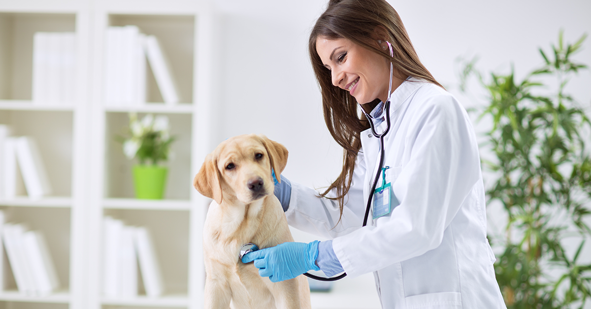 Te contamos cómo elegir un buen veterinario