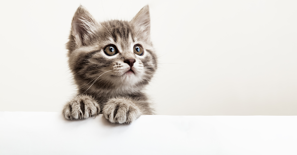 Celebra el Día Internacional del Gato, conociendo los beneficios de tenerlo en casa