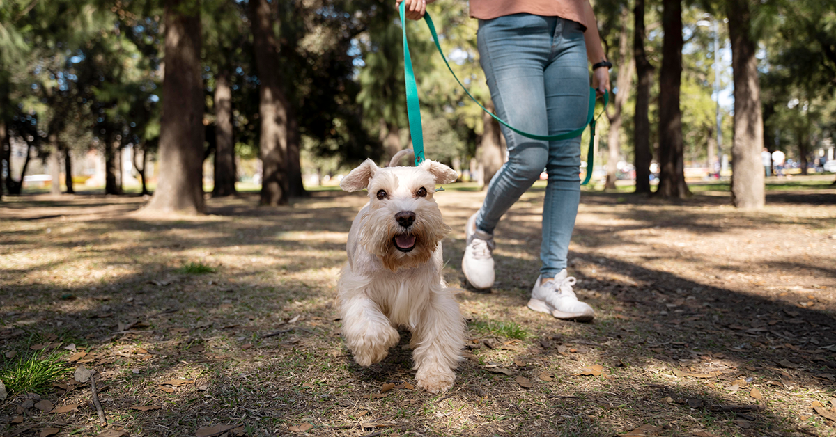 ¿Sabías que pasear al perro mejora tu salud? Descubre por qué