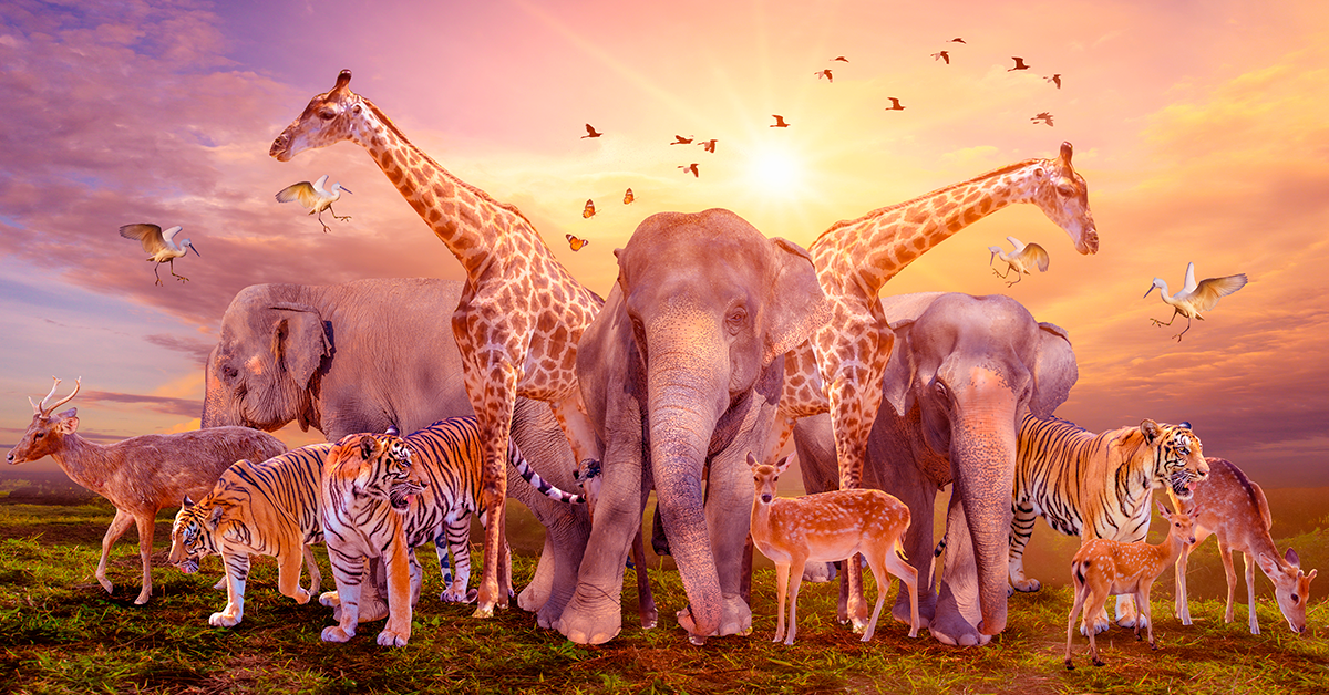 ¿POR QUÉ SE CELEBRA EL DÍA MUNDIAL DE LOS ANIMALES?