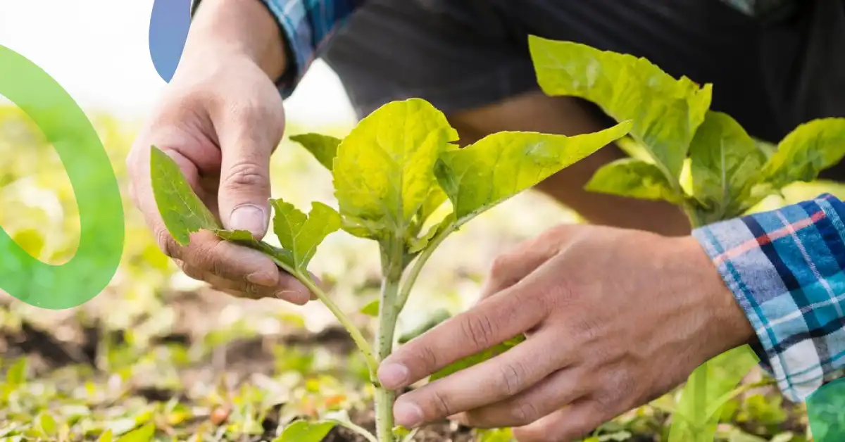 Agricultura Regenerativa, Para un Planeta Más Sostenible