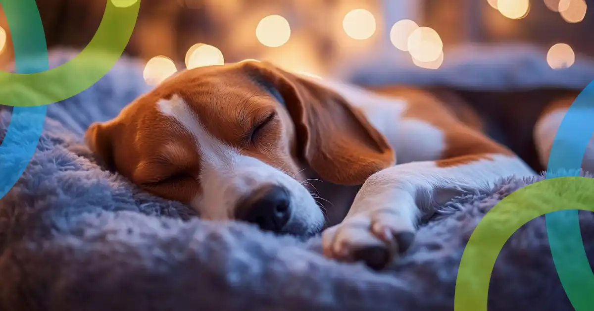 El sueño de tu mascota: ¿Cuánto duermen y sueñan en realidad?