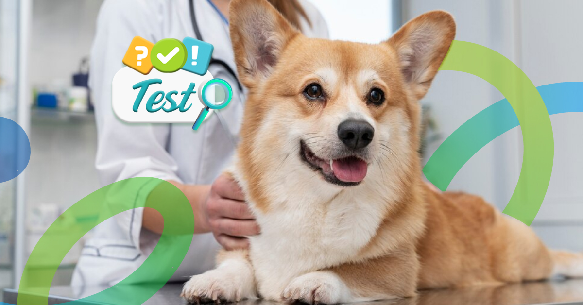 Enfermedades Zoonóticas por la Tenencia Inadecuada de Mascotas